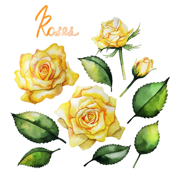 Colección de rosas acuarela
 - Foto, Imagen