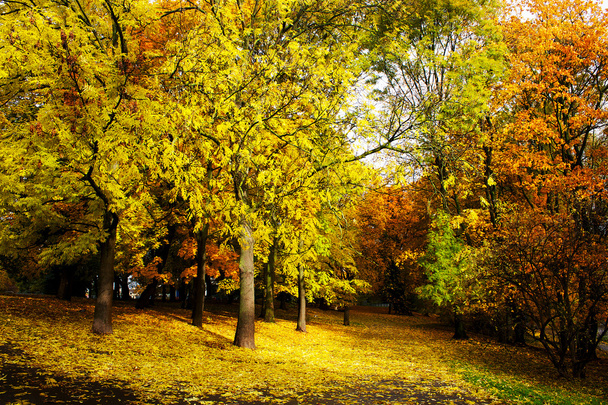 alley in the city park in autumn - Фото, зображення
