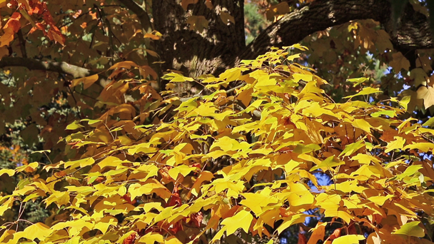明るい黄色の色葉を持つ木の枝 - 映像、動画