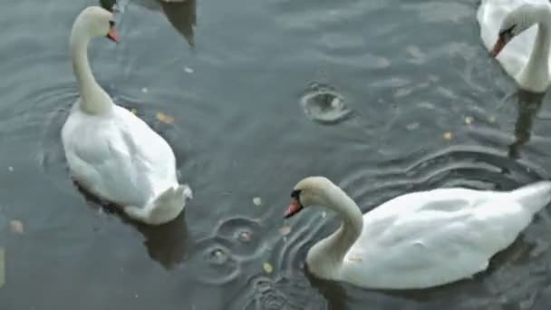 White swan swimming in lake - Footage, Video