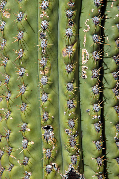 Detail of a cactus - Fotografie, Obrázek