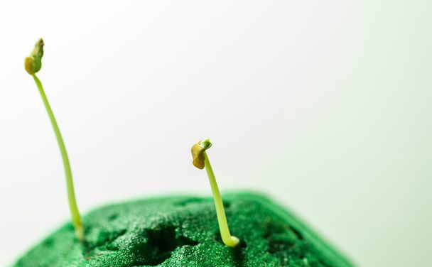 Зелений Саджанці зростання
 - Фото, зображення