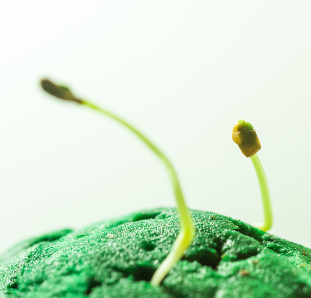 Groene zaailingen groei - Foto, afbeelding