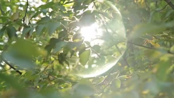 Güneş ışığı ve lens flare, ağaç yaprak - Video, Çekim
