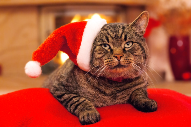 Harmaa kissa Santa hattu ja takka
. - Valokuva, kuva