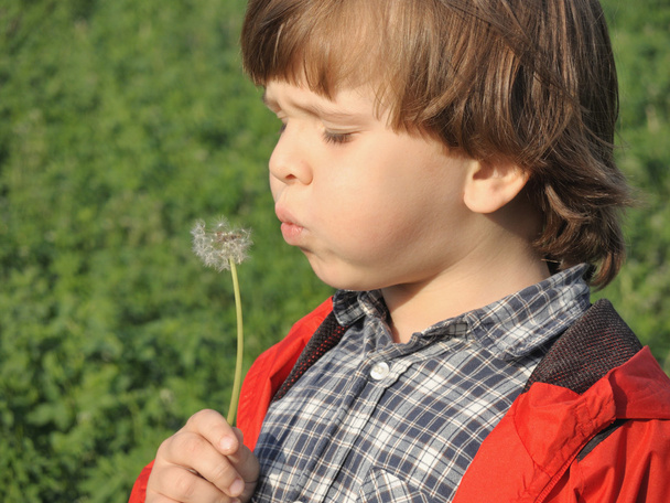 Beautiful little boy blowing dandelion. - Photo, Image