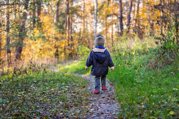 Little boy walking through autumnal forest. - Foto, afbeelding
