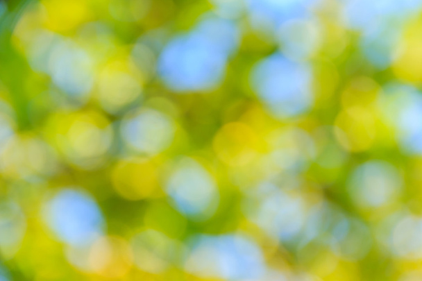Sunny Day  Natural  Forest Green Bokeh - Photo, Image