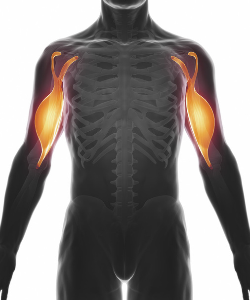 Carte d'anatomie des muscles
 - Photo, image