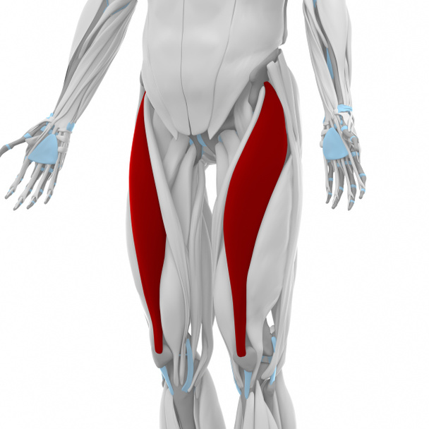 大腿直筋の筋肉の解剖学の地図 - 写真・画像
