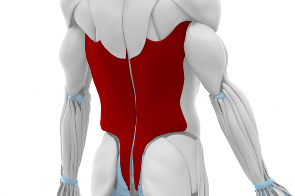 Muscles anatomy map - Photo, Image