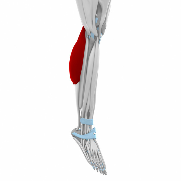 Gastrocnemius - Анатомическая карта мышц
 - Фото, изображение