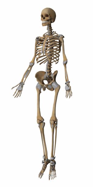 Скелет анатомії карта
 - Фото, зображення