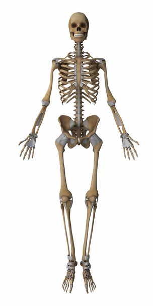 Skeleton anatomy map - Foto, afbeelding