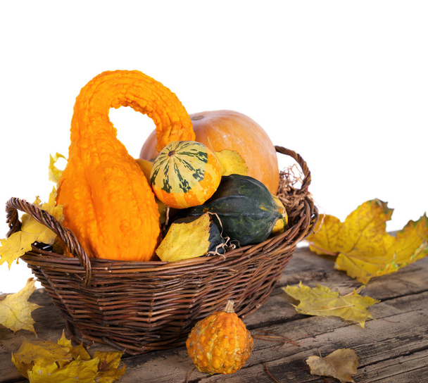 Pumpkin crop autumn - Φωτογραφία, εικόνα