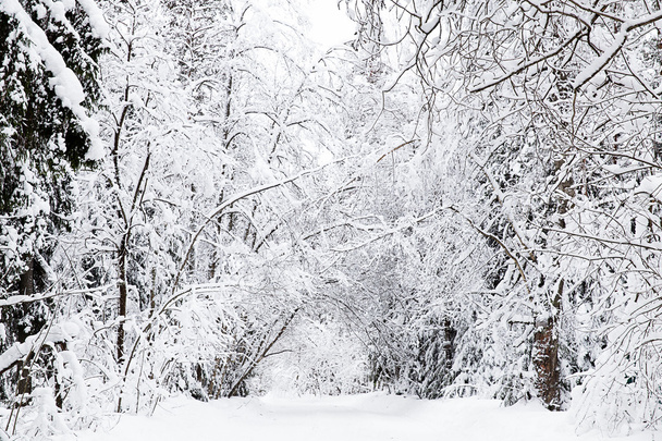 russian winter forest road in snow - Фото, зображення