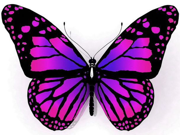 Butterfly - 写真・画像