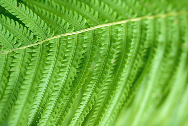 Macro shot of fern leaf - Zdjęcie, obraz