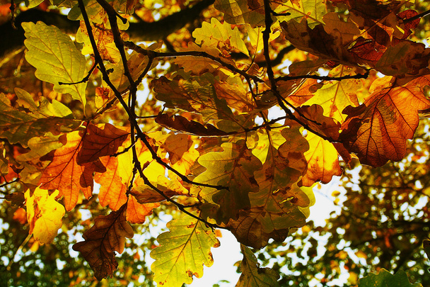 Autumn colorful oak leaves illuminated by the sun - Foto, Imagen