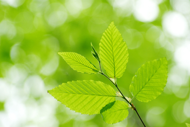 Green leaves - Foto, Imagen
