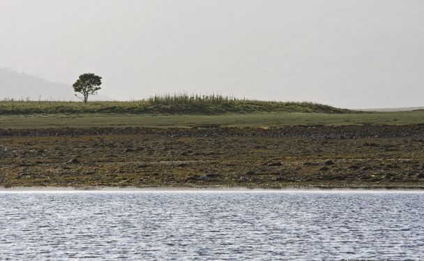 sahil şeridine tek ağaç - Fotoğraf, Görsel