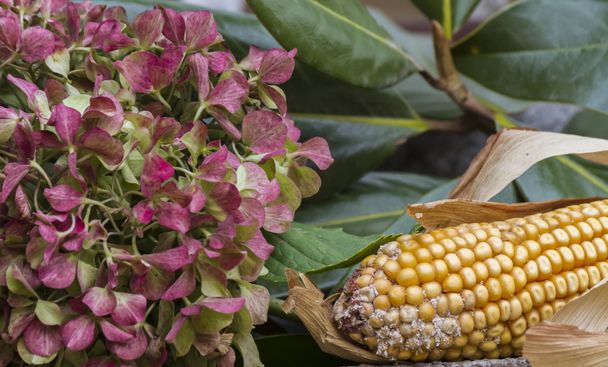 cobs and dried  hydrangea - Photo, Image