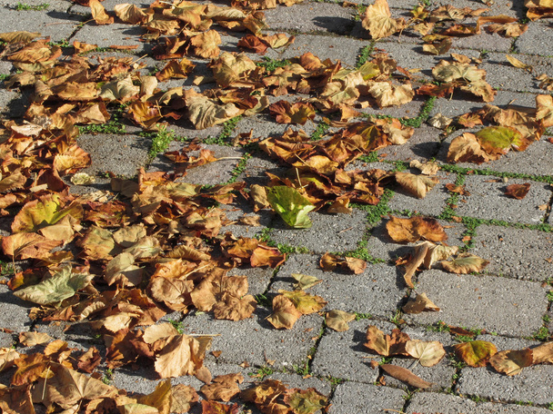 Kuolleet lehdet makaavat maassa syksyllä
 - Valokuva, kuva