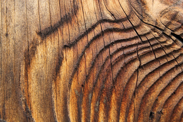 hermoso patrón natural en tablón de abeto
 - Foto, imagen