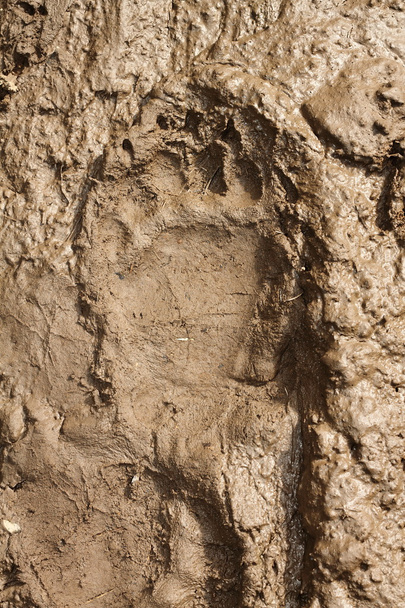 大きなヒグマの足跡 - 写真・画像
