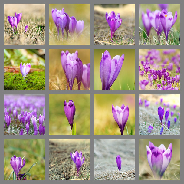 collection of wild saffron images - Photo, Image
