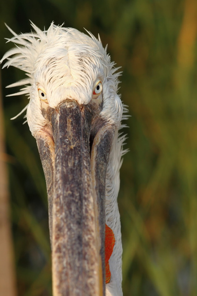 retrato engraçado de dalmatian pelicano
 - Foto, Imagem