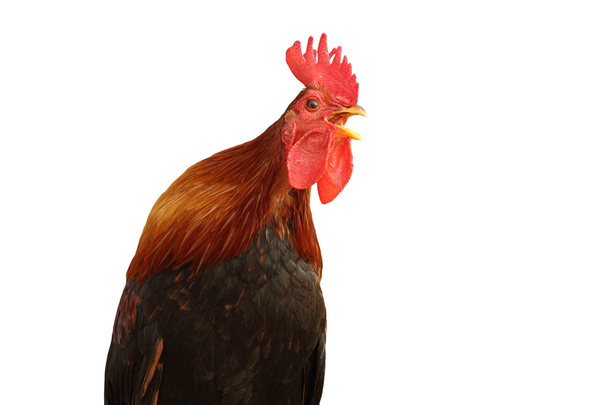 isolated singing rooster - Photo, Image