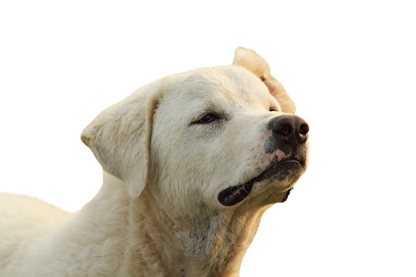 απομονωμένες πορτρέτο του λευκού σκύλου - Φωτογραφία, εικόνα