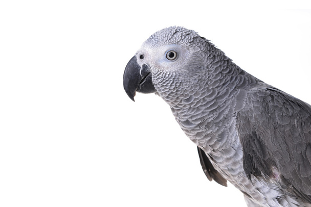 african gray parrot - Zdjęcie, obraz