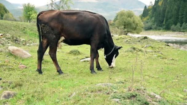Λιβάδια αγελάδων στην όχθη ποταμού - Πλάνα, βίντεο