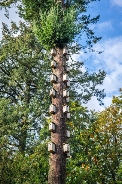 Vogelnester in einem hohen Baum - Foto, Bild