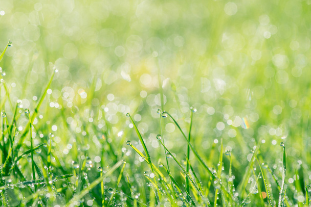 Трава з краплями на сонці
 - Фото, зображення