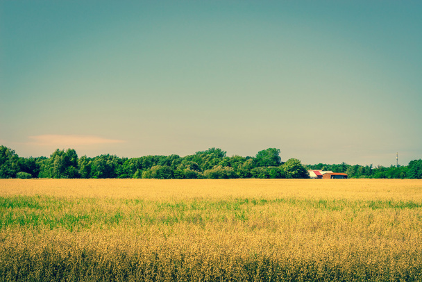 Cosechas doradas en un campo con un granero
 - Foto, Imagen