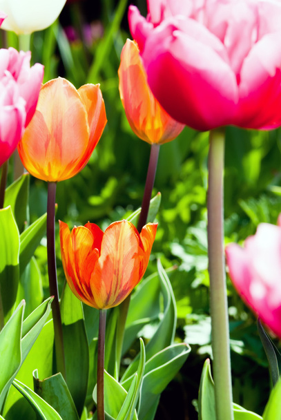 Many coloured tulips v1 - 写真・画像