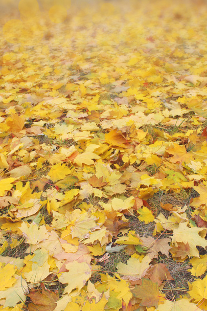 Żółte liście na suchej trawy. Jesień - Zdjęcie, obraz