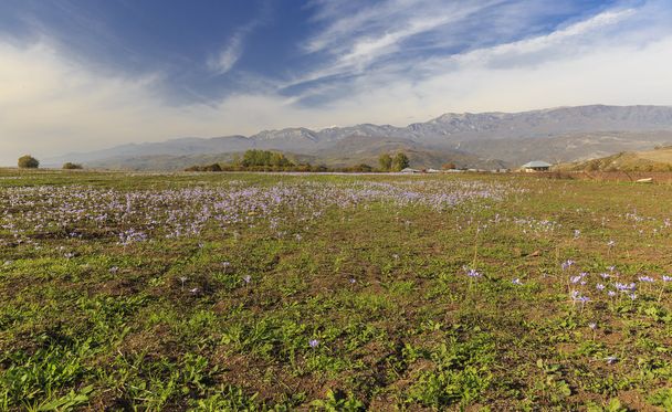 Sonbahar çiçekli çiğdemler. Pirkuli.Azerbaijan - Fotoğraf, Görsel