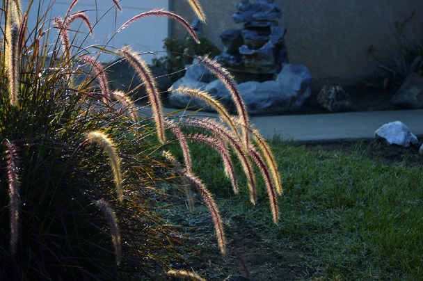 Fountain grass in garden - Photo, Image
