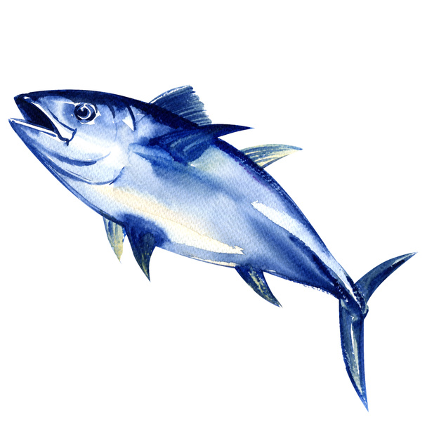 Bluefin tuna fresh isolated on white - Foto, Imagem