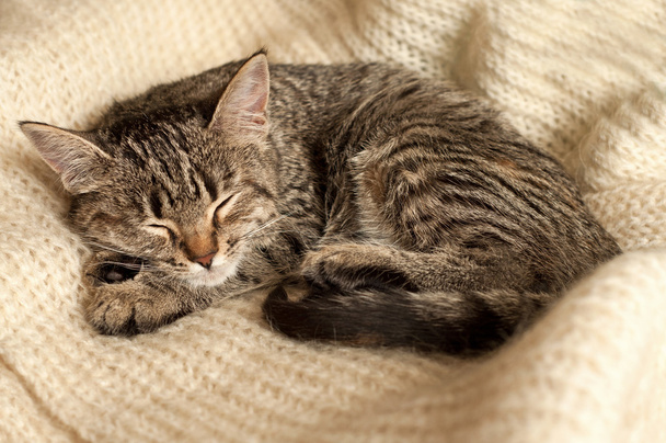 Dormindo pequeno gatinho
 - Foto, Imagem