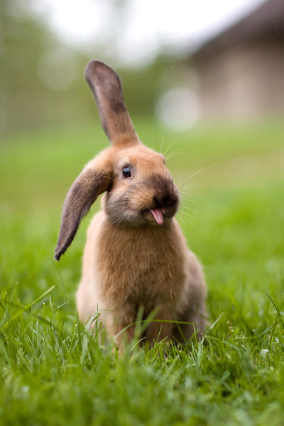 Słodkie i zabawne króliczek - Zdjęcie, obraz