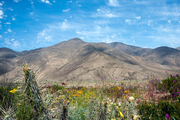 Virágzó sivatag a chilei Atacamában - Fotó, kép