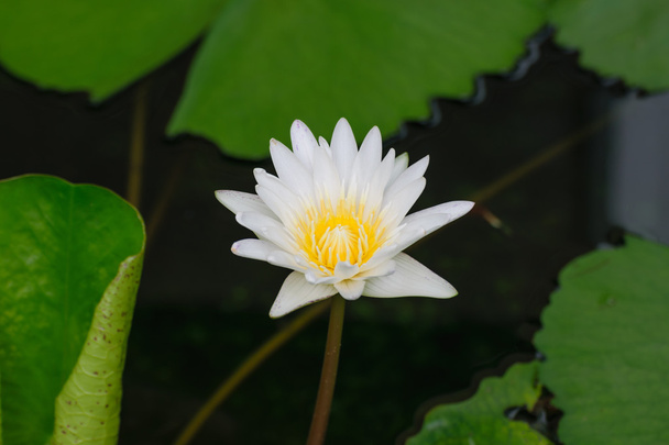 Flor de loto blanco con abeja
 - Foto, imagen