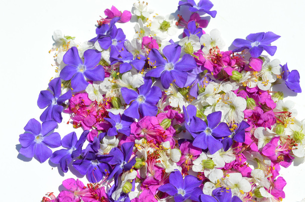 Kwiaty niebieskie, fioletowe i białe - Zdjęcie, obraz