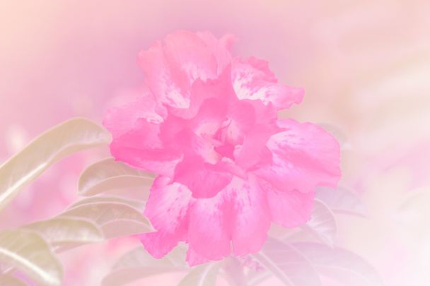Adenium obesum tree, Pink Flower,  Desert Rose - Photo, Image