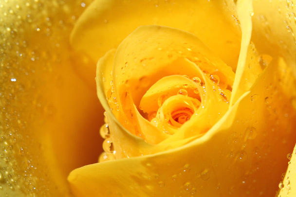 verse geel roze bloem - Foto, afbeelding